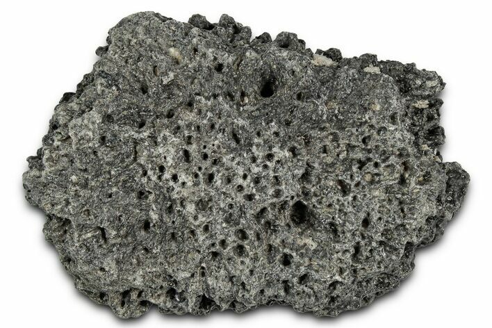 Fossil Glyptodont (Glyptotherium) Bony Armor Osteoderm - Florida #351075